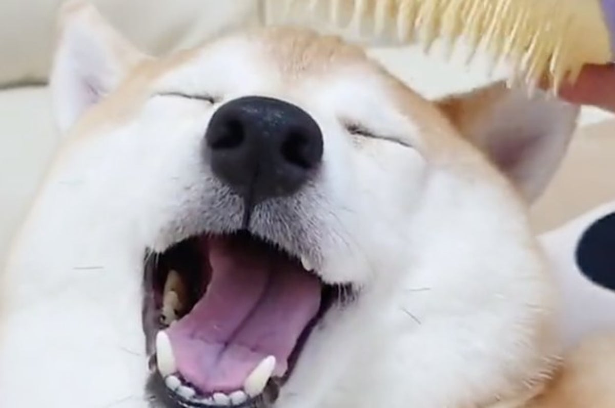 あざと犬 爆誕か ｷﾓﾁｨｨｨって表情をする柴犬 ムッチリボディが炸裂してる