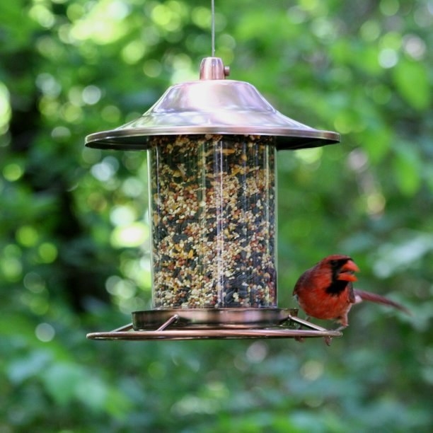 Copper bird feeder with a red bird sitting on it