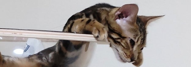 ねこは液体という証拠がまたひとつ ボウルでくつろぐ猫が完全に溶けちゃってるんよ