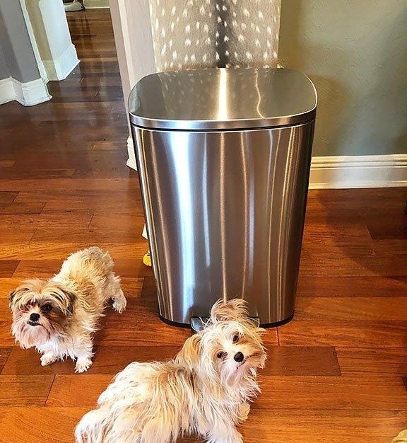 Reviewer image of trash can and two dogs in front of it