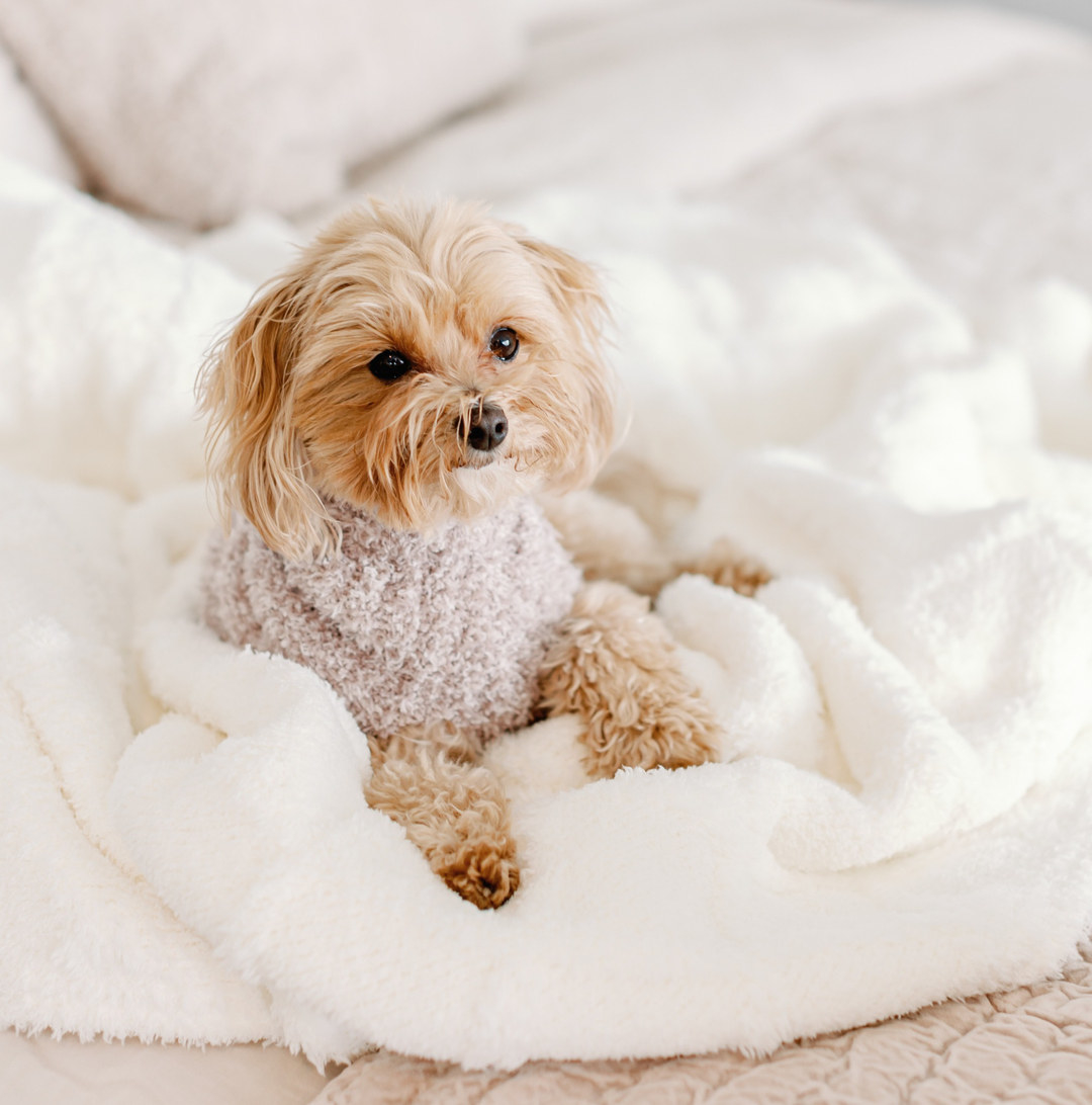 a small dog wearing the plush dog sweater while lounging on a fluffy blanket
