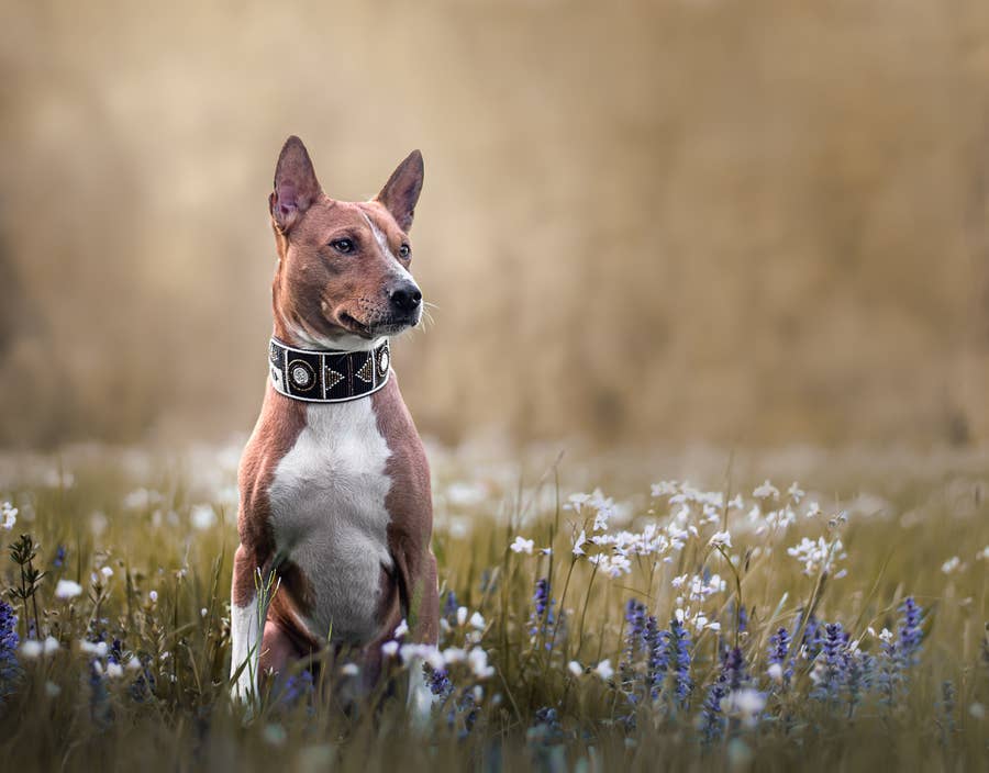 60 Facts About Dogs That Are Totally Fascinating