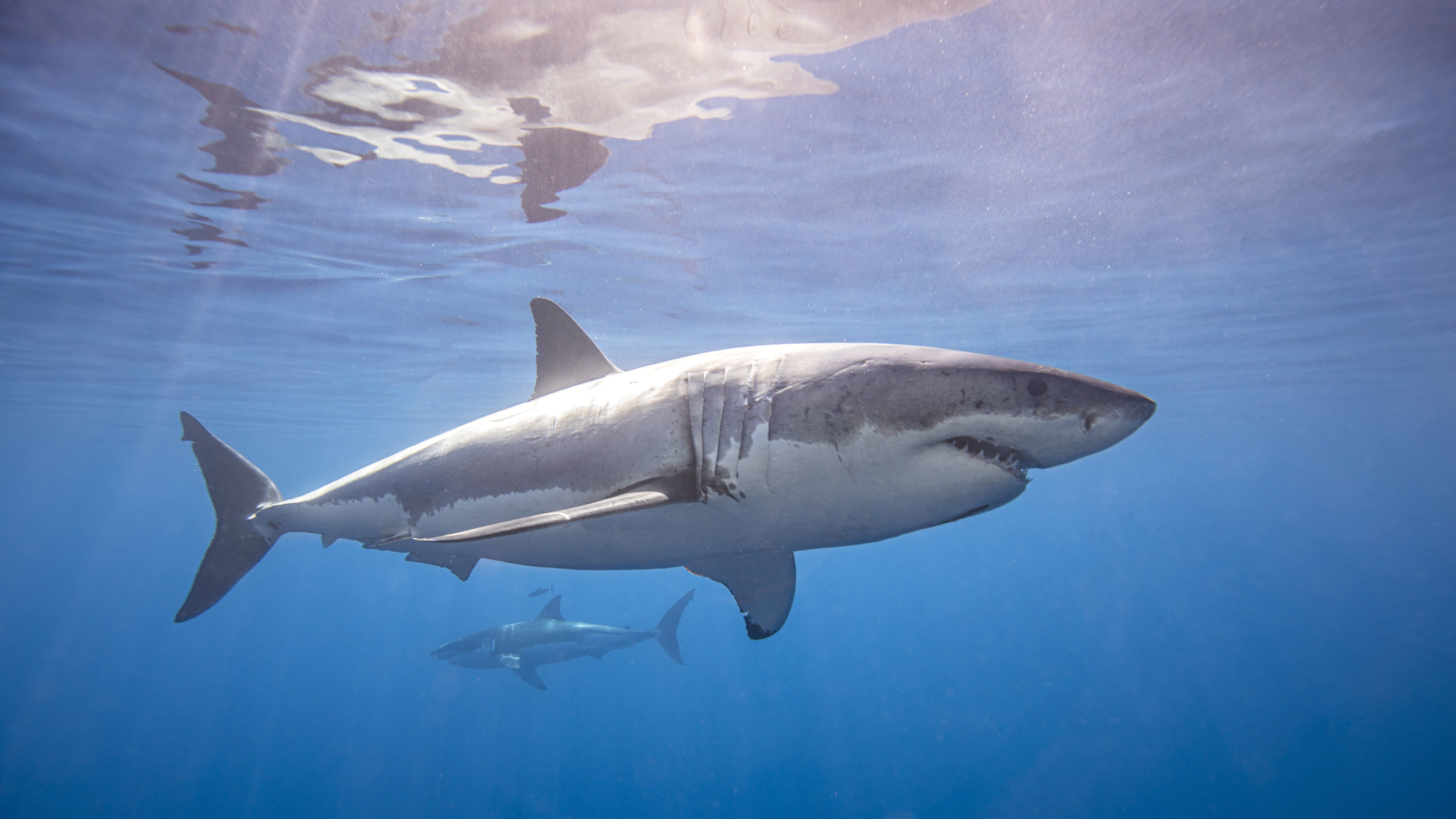 A shark in the ocean