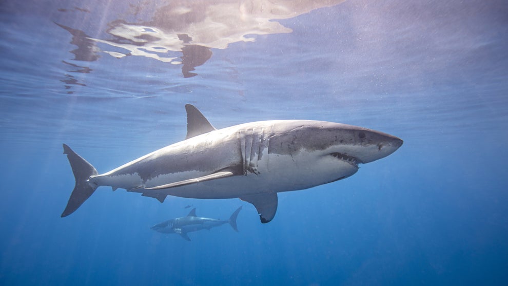 megamouth shark  Shark facts, Basking shark, Megamouth shark