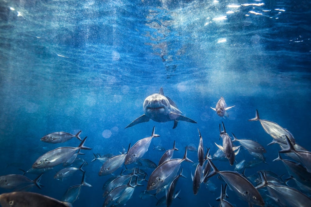 70 Shark Facts That Prove They're Actually Pretty Cool