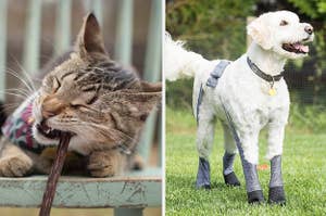 A split thumbnail of a dog and a cat