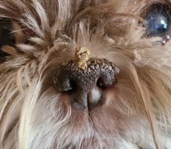 a reviewer's photo of their dog's nose with crusties