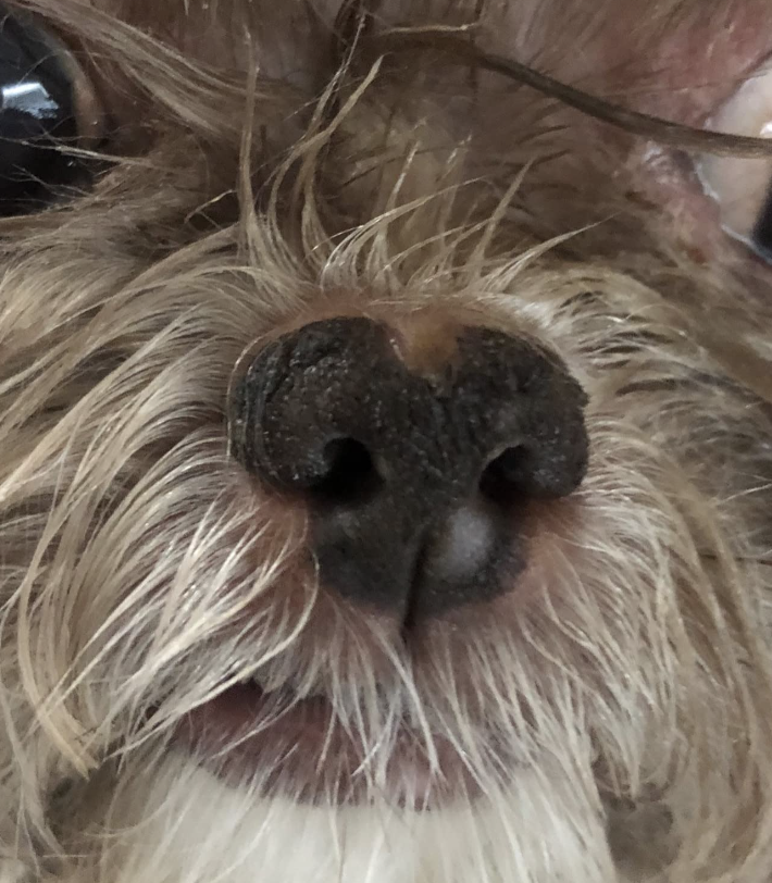 Does Sticking A Dogs Nose In Pee Work