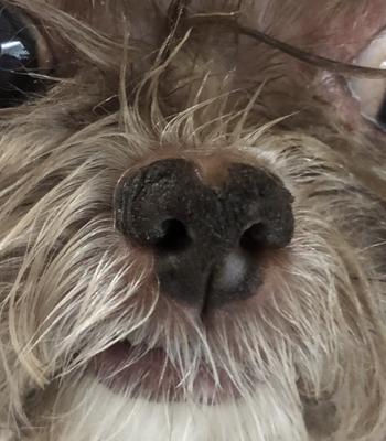 the same reviewer's dog's nose now clear of the crusties after using the snout soother stick