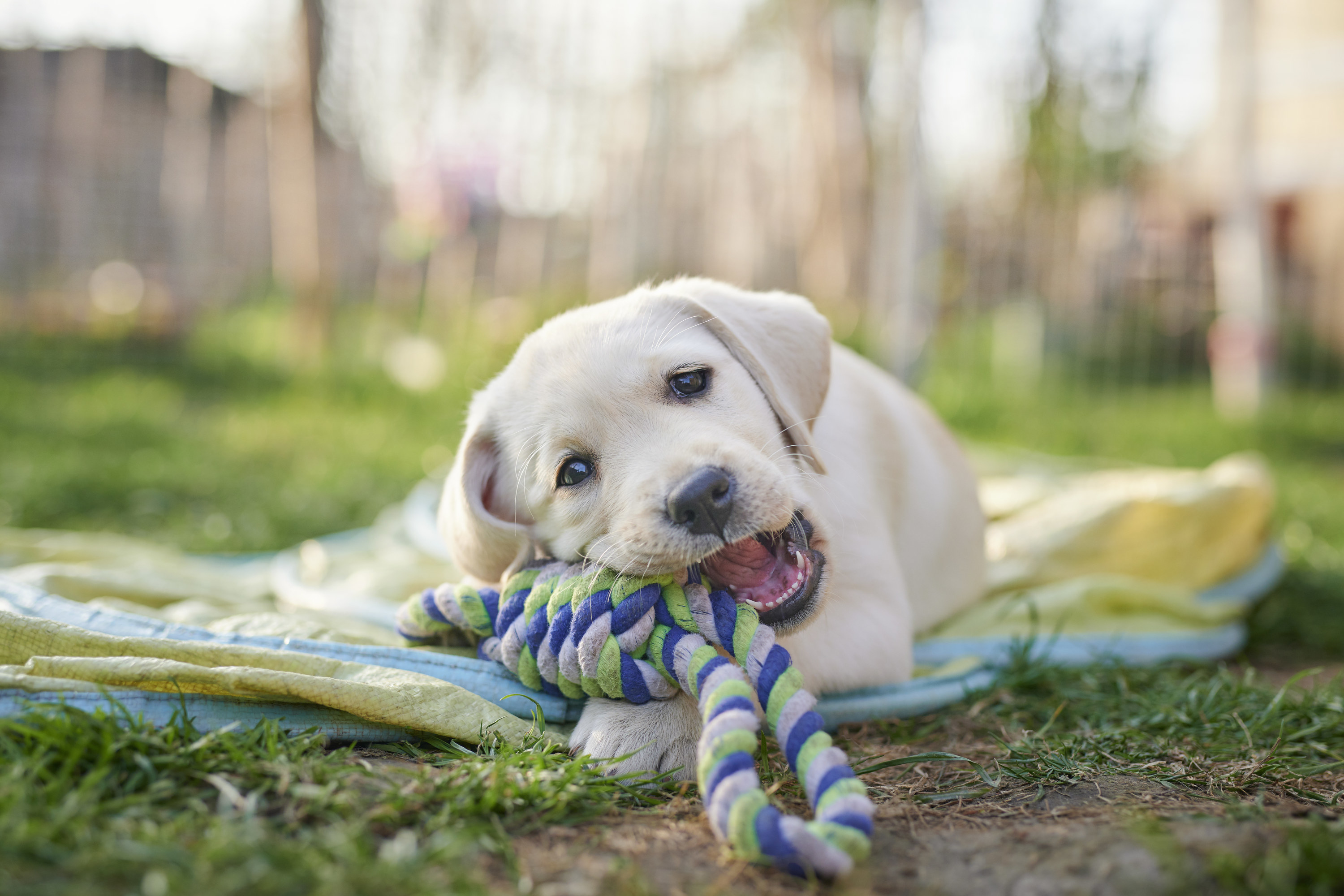 A dog chewing on a chew toy