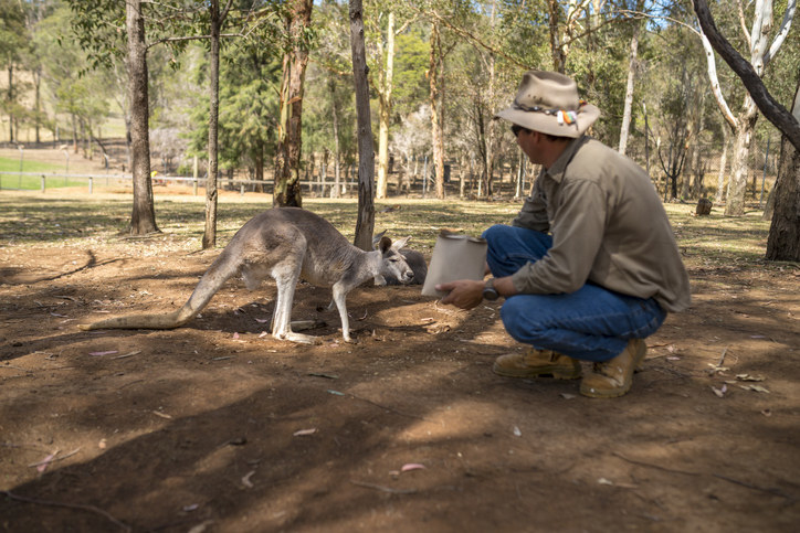 a person feeding a kangaroo
