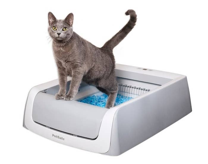a gray cat standing in the litterbox