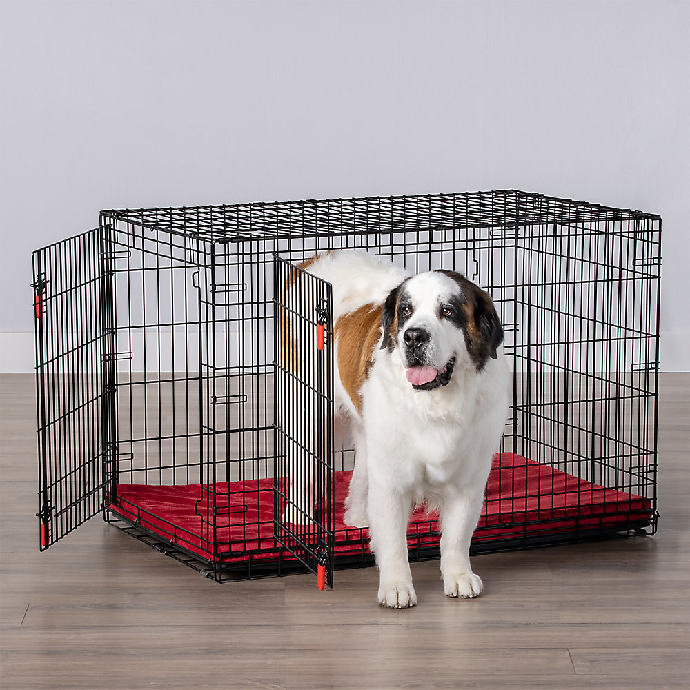 a large dog half in the crate with both doors open
