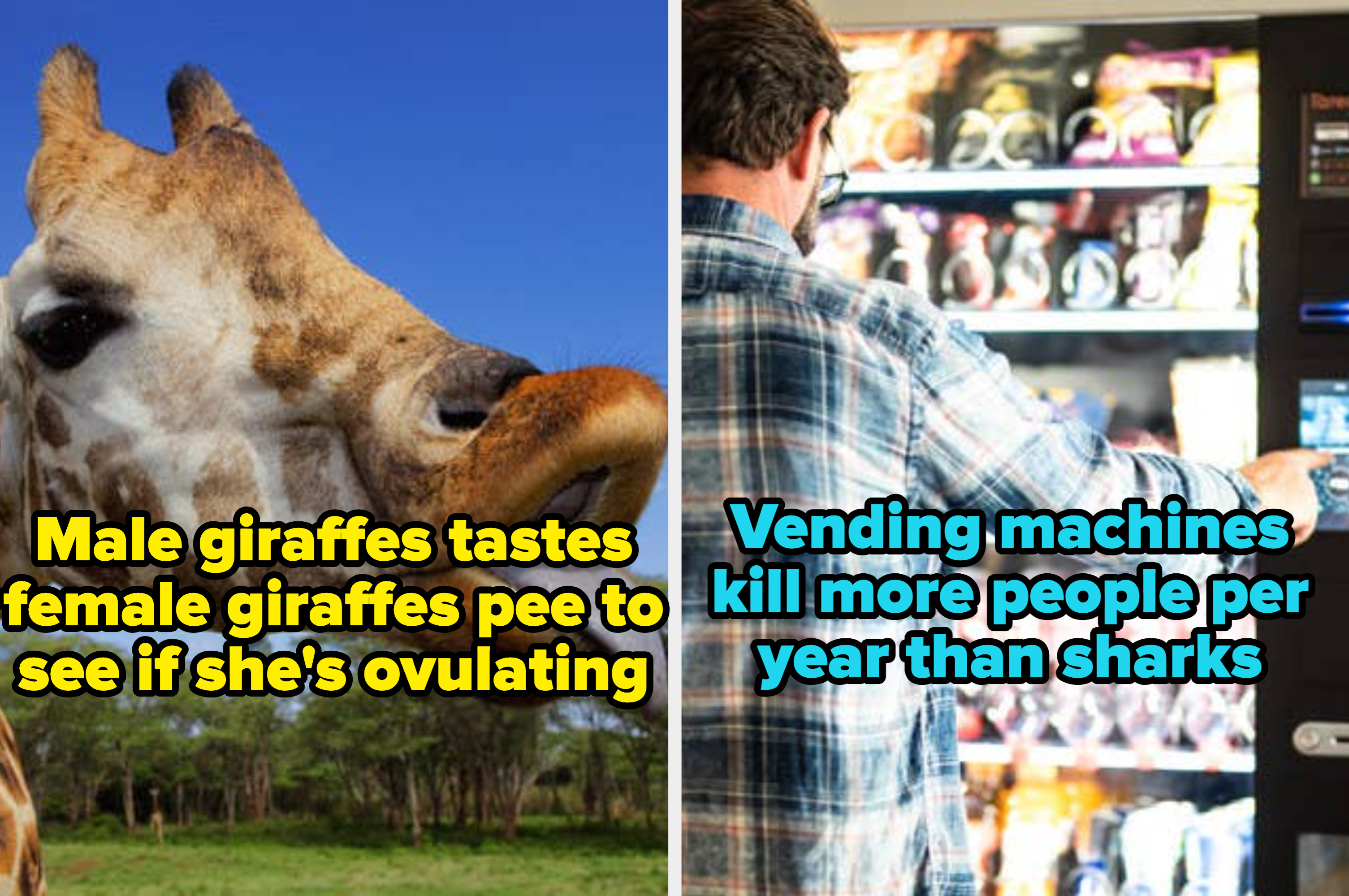A giraffe sticking out its tongue and a man buying a snack at a vending machine 