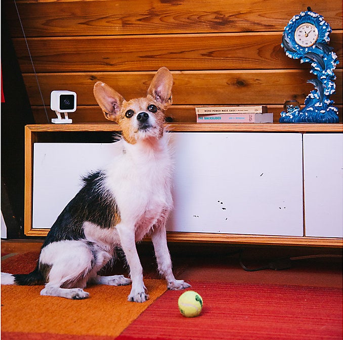 the camera on a credenza with a dog standing in front