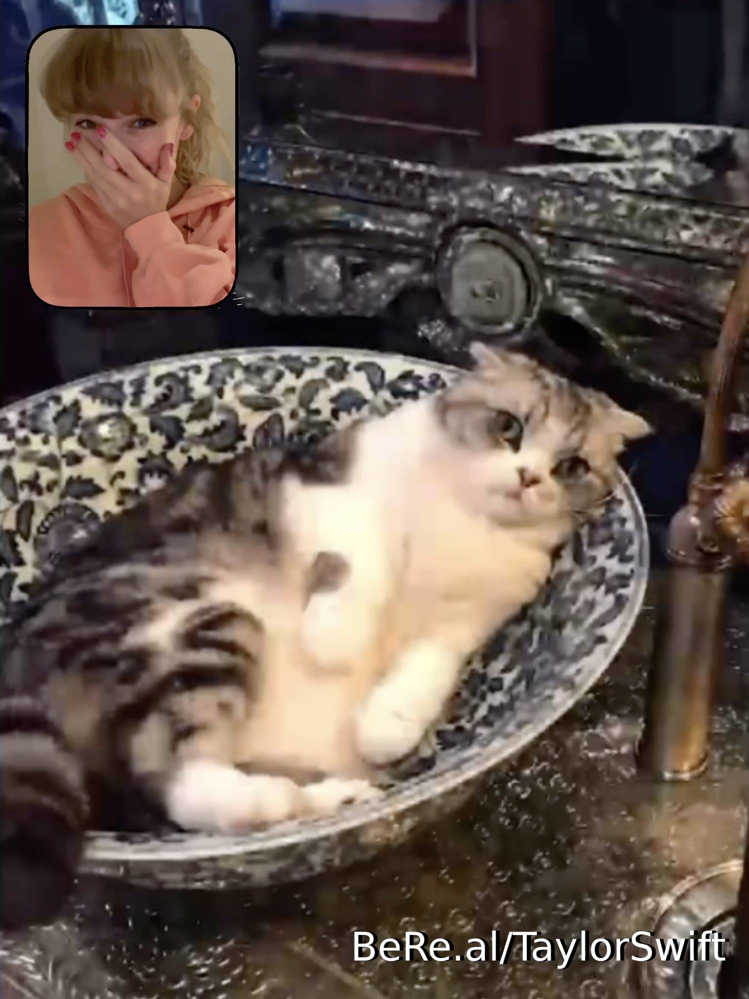 Taylor Swift, a cat lying in a sink