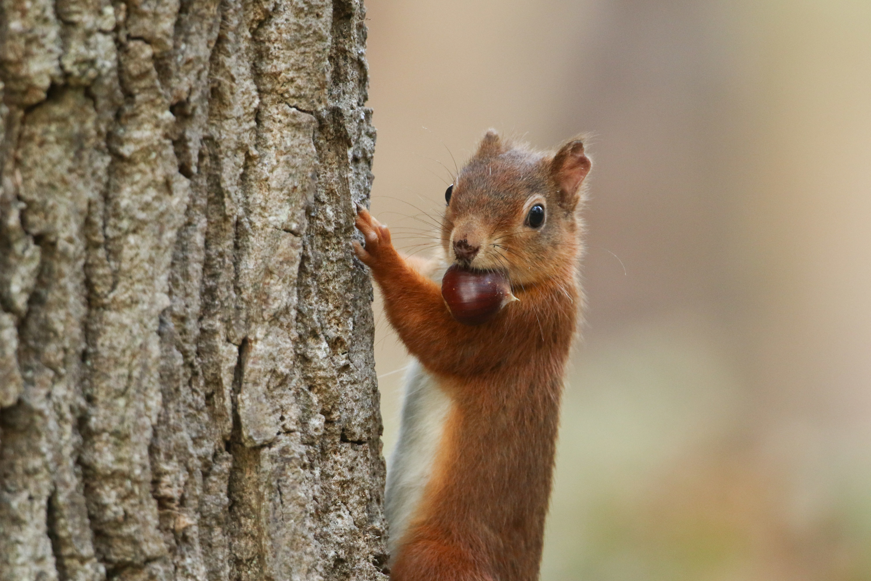 A squirrel climbing a tree bark