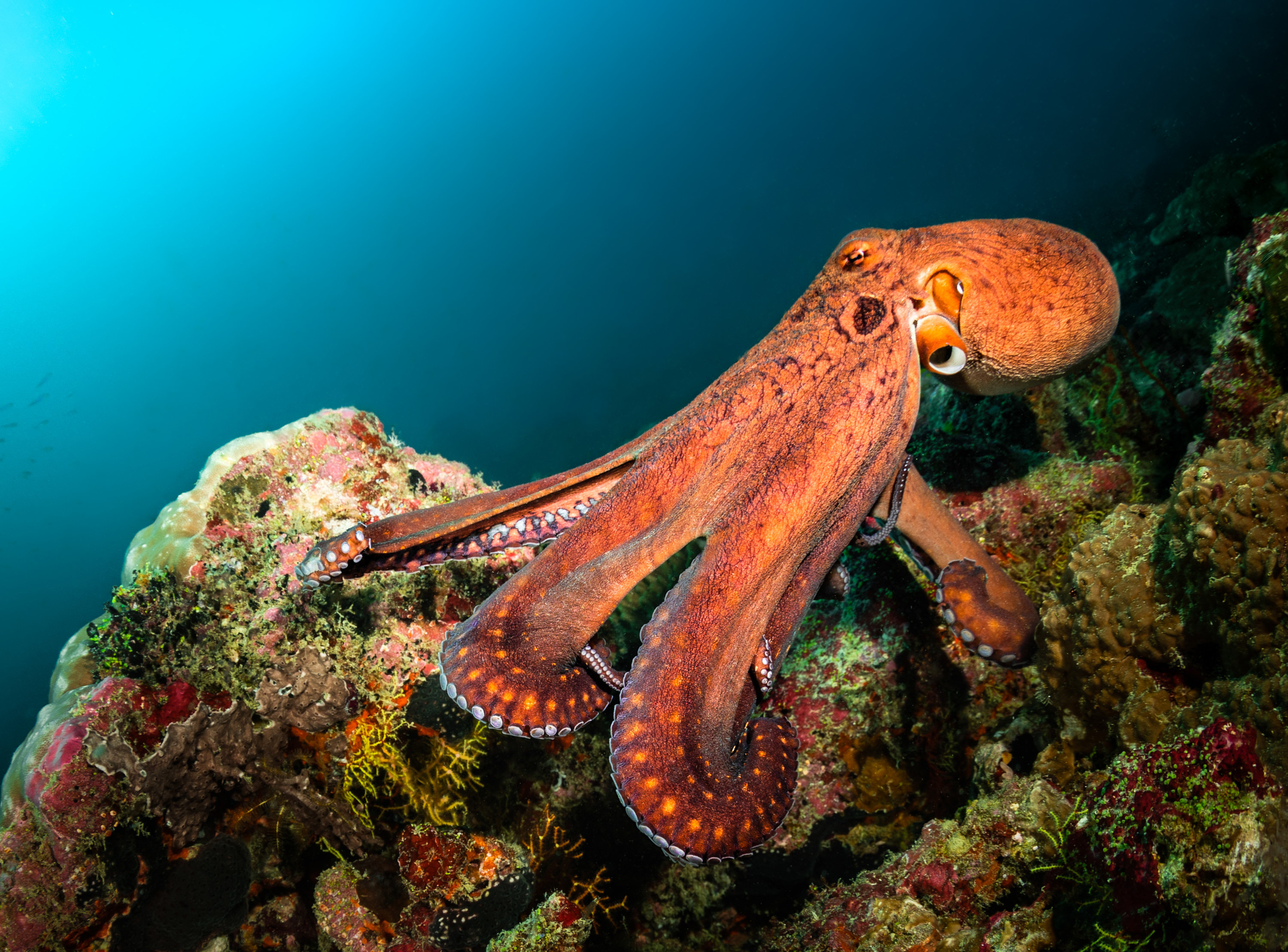 An octopus underwater