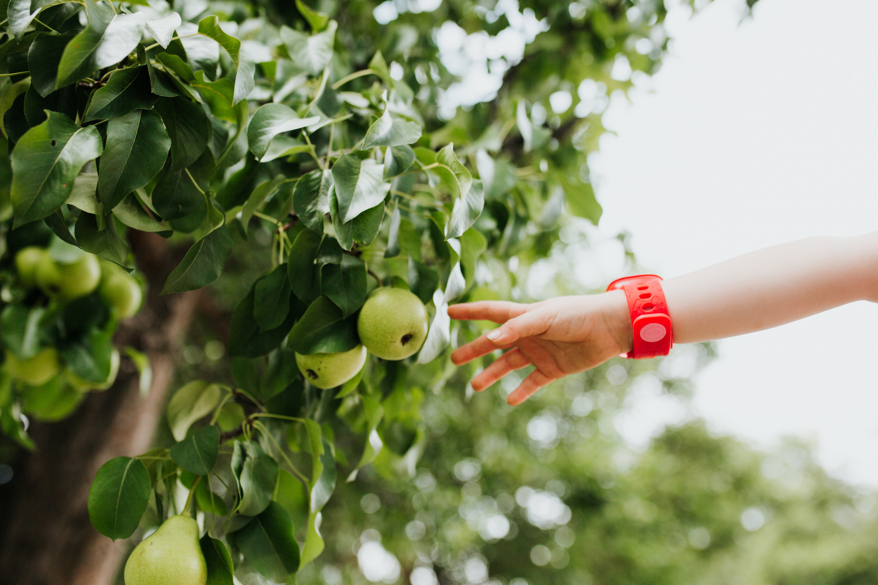 A person reaching for a green apple on a tree