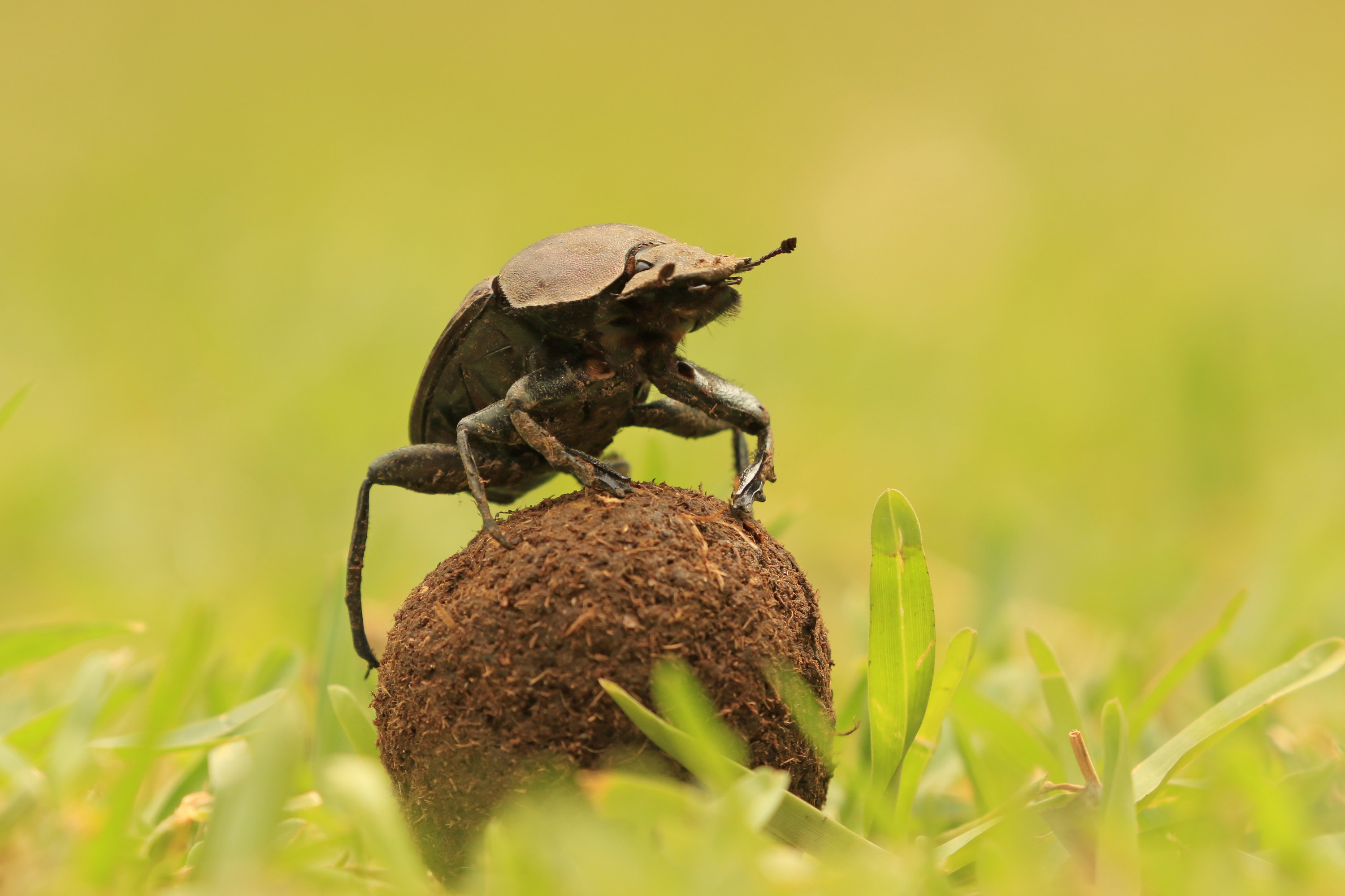 a dung beetle
