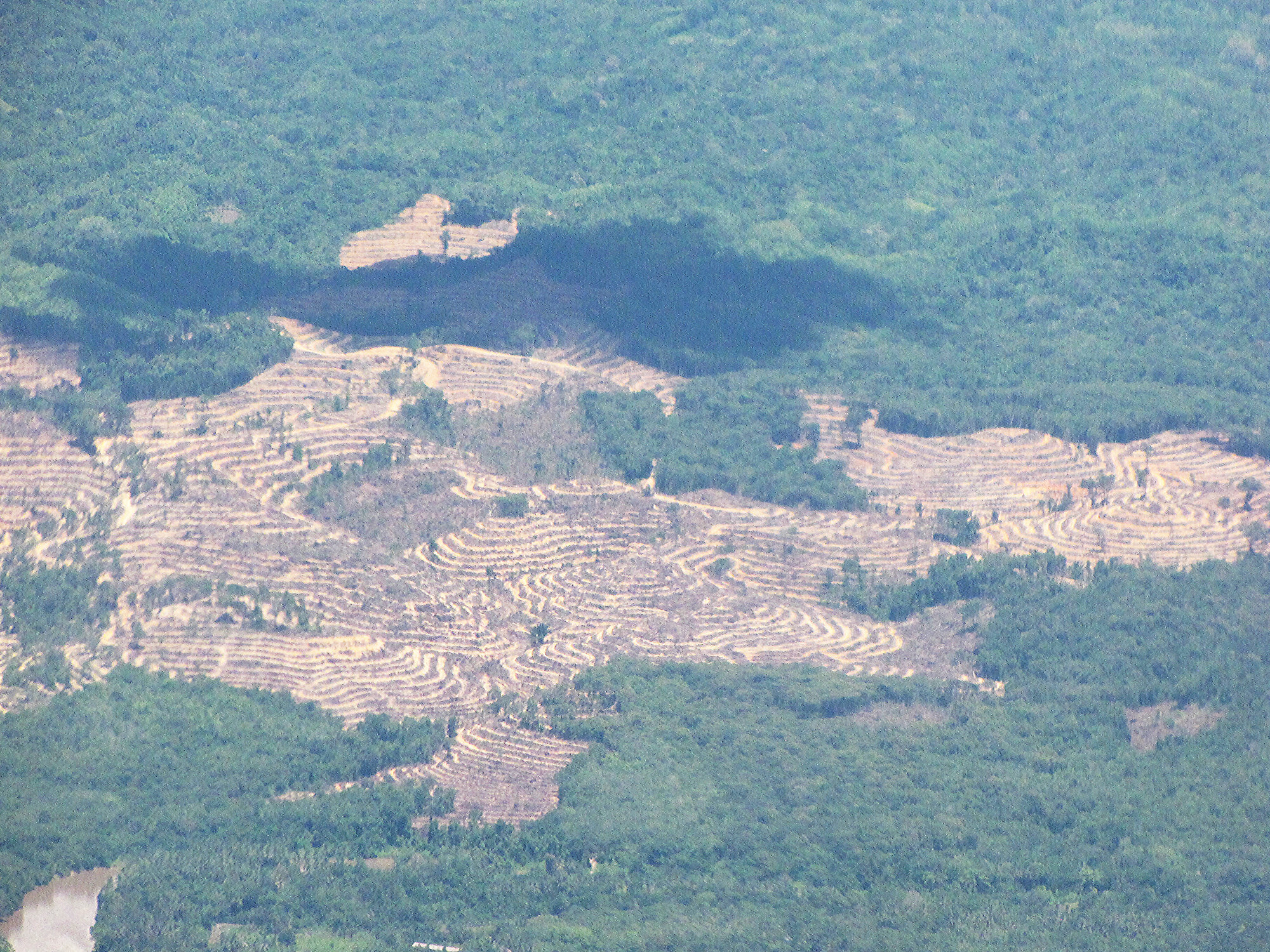 deforestation shown with bare patches of ground