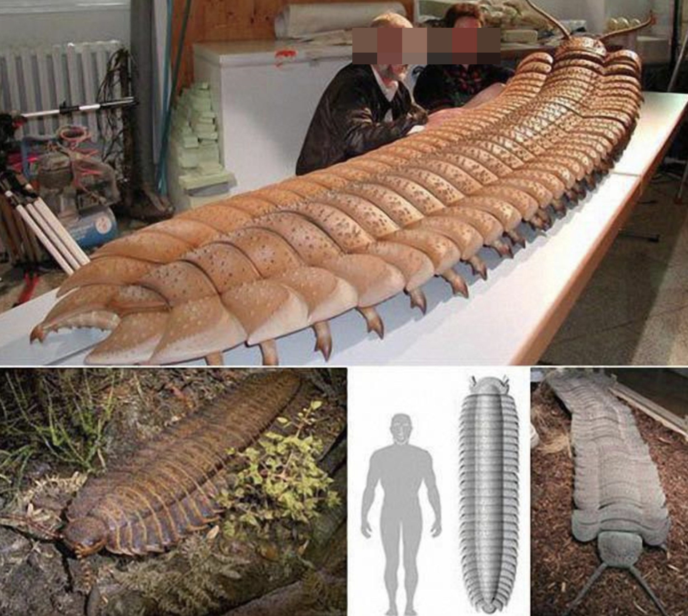 a huge millipede