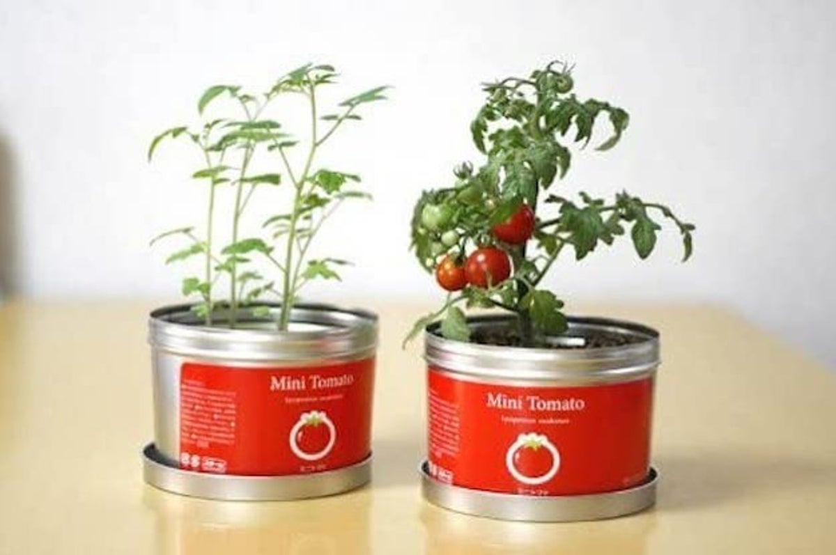 動画視聴に飽きたのでトマト 育て始めました