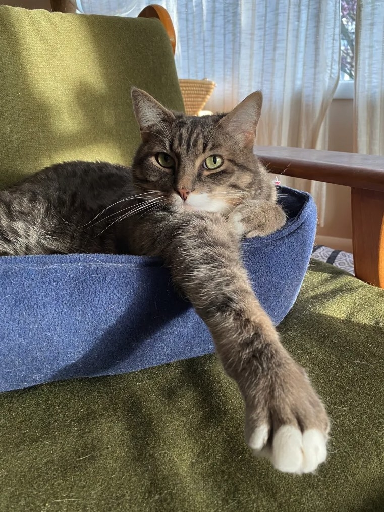 Cat sitting in a chair