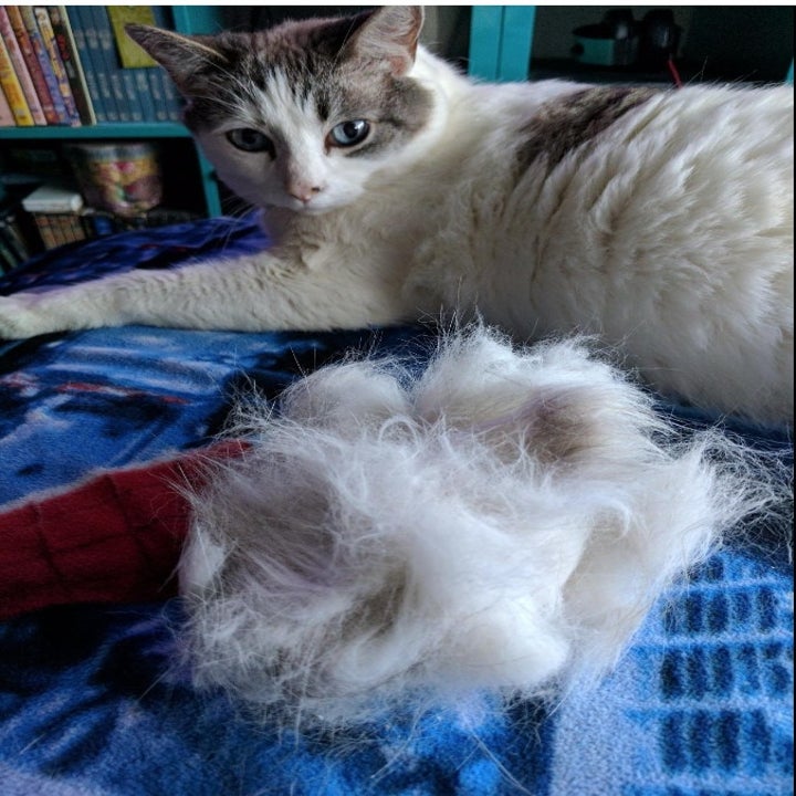 A reviewer's cat with all the fur this pulled off them