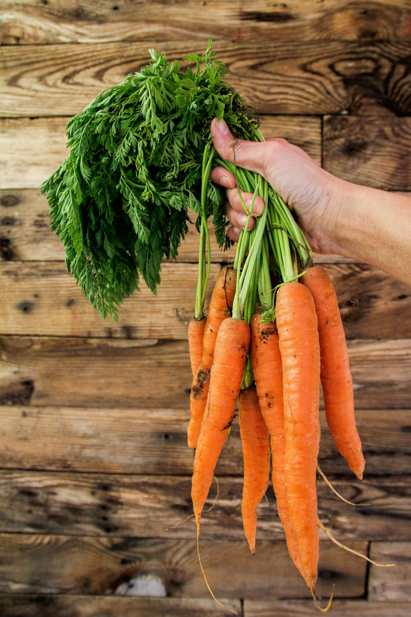 Carrots with their green tops.