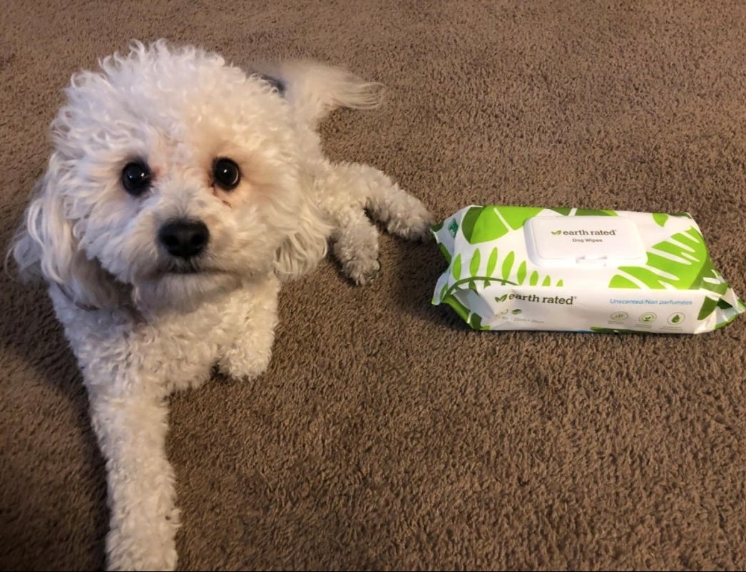A reviewer&#x27;s white dog next to a box of white and green wipes