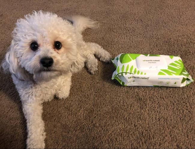 A reviewer's white dog next to a box of white and green wipes