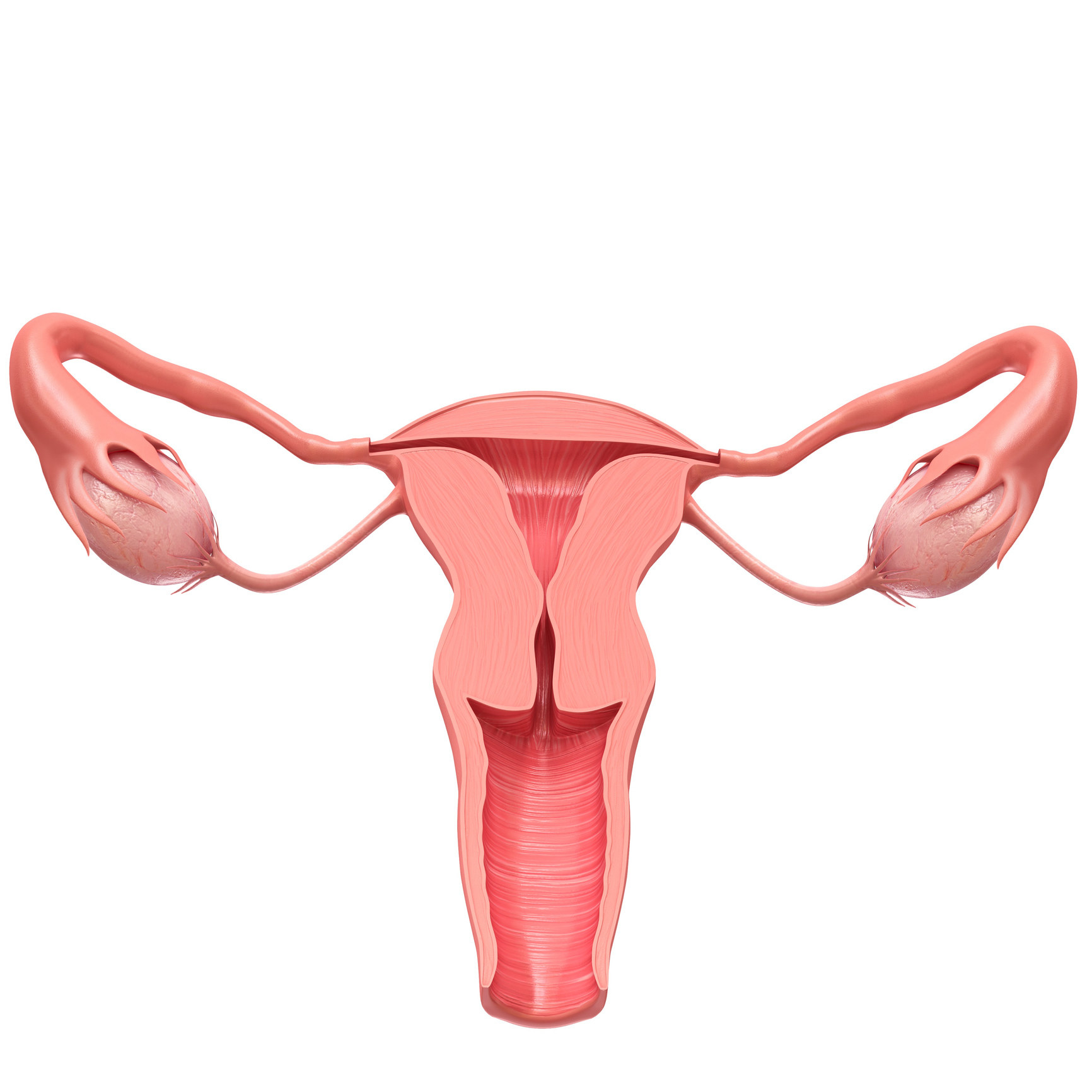 Illustration of internal female reproductive organs