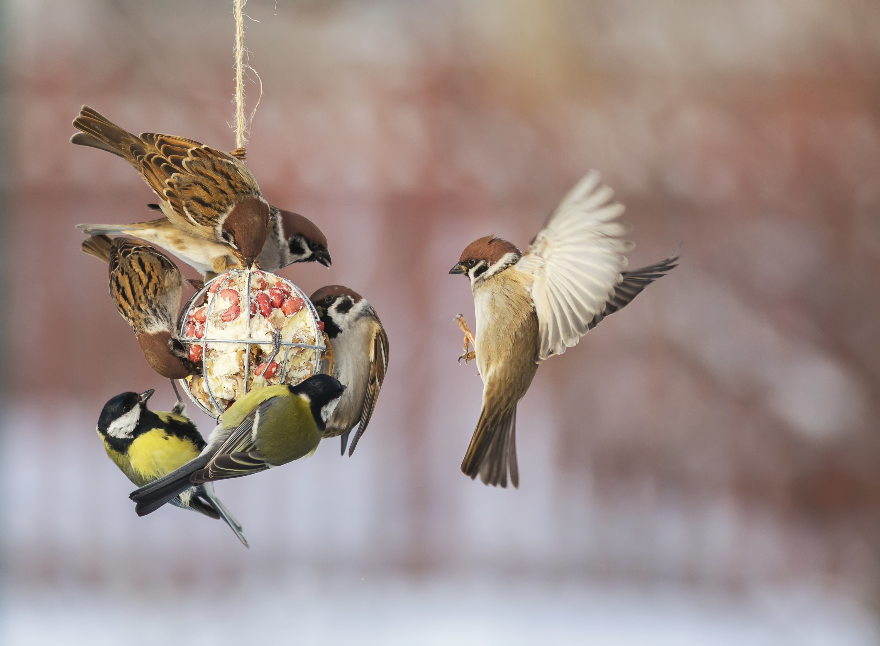 birds attacking a bird feeder