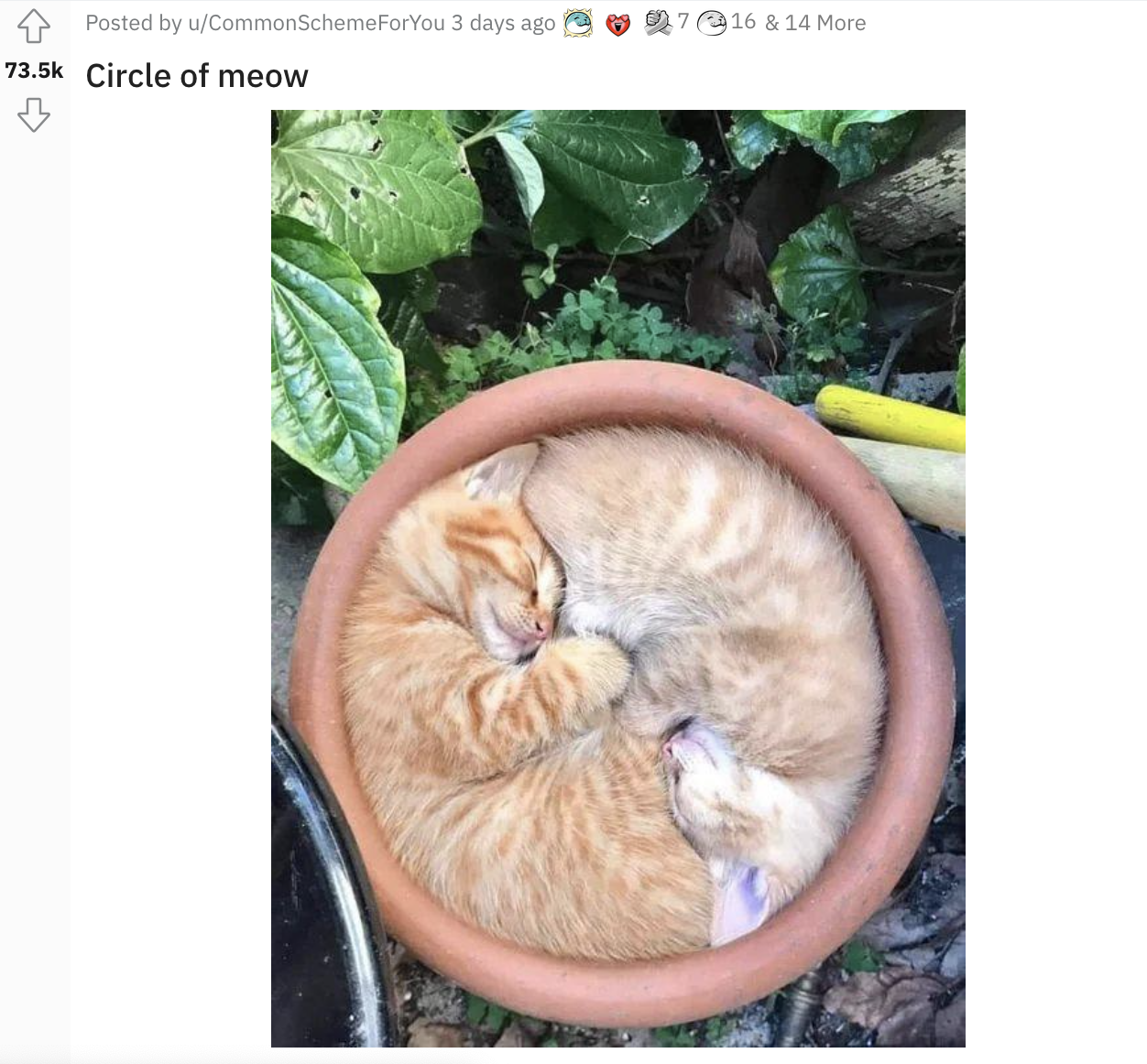 Two kittens in a pot