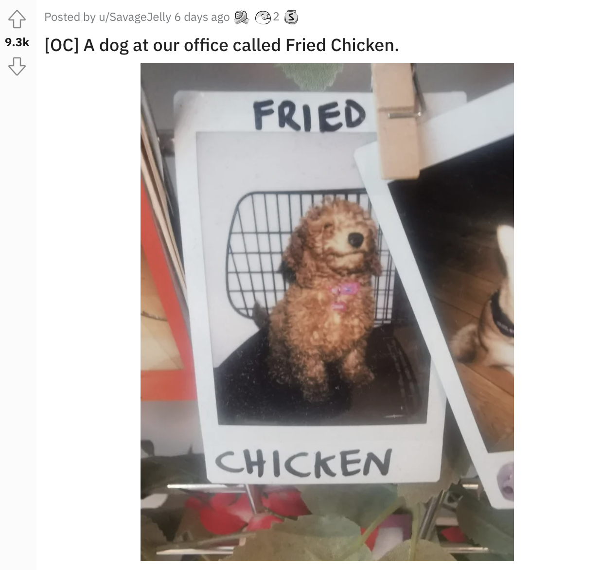 A dog named Fried Chicken