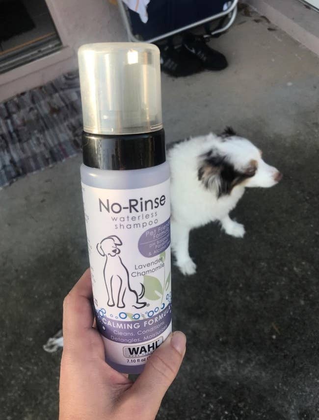 A reviewer's photo of white,purple and green container of product in front of a white fluffy dog with black and orange ears