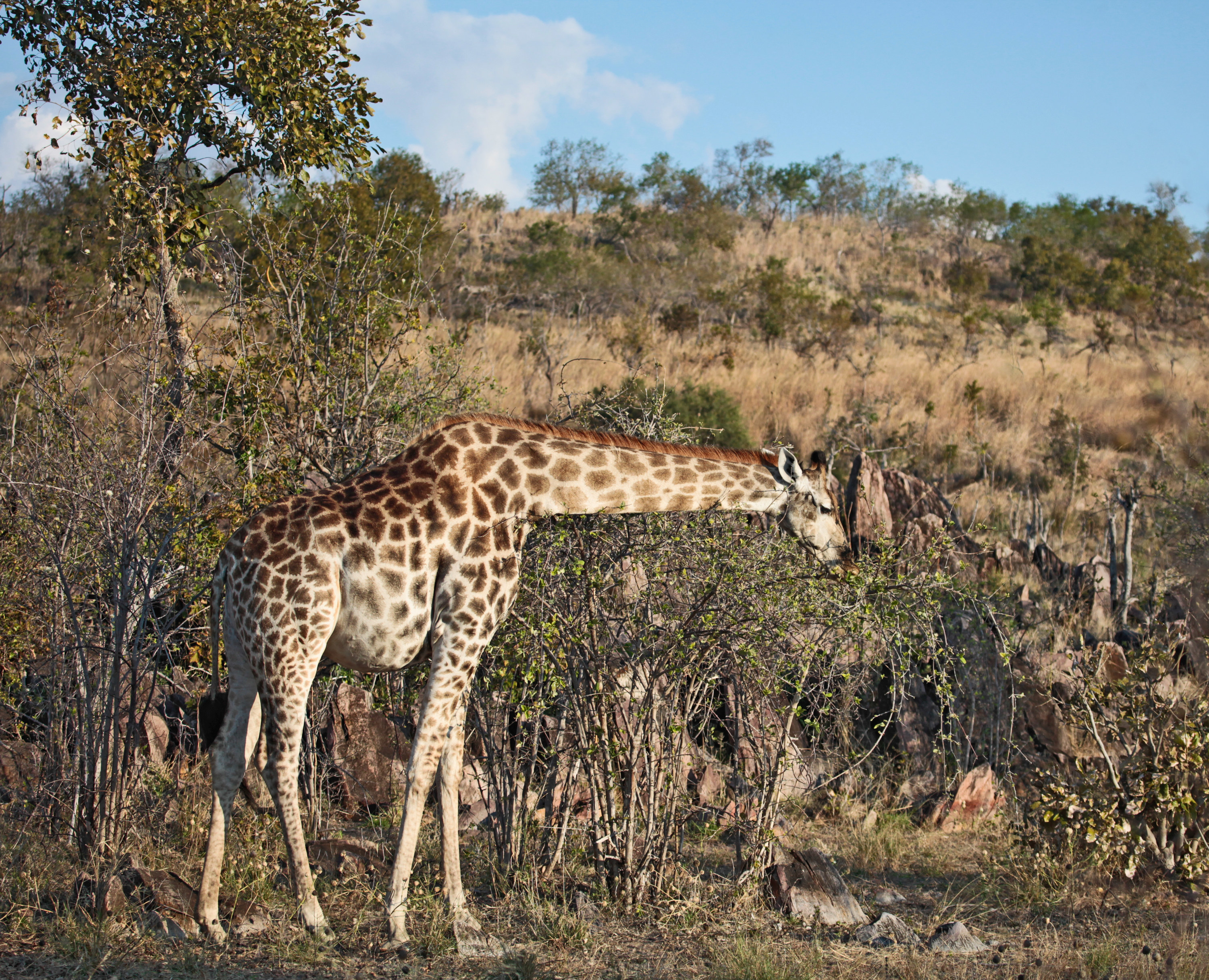 a pregnant giraffe