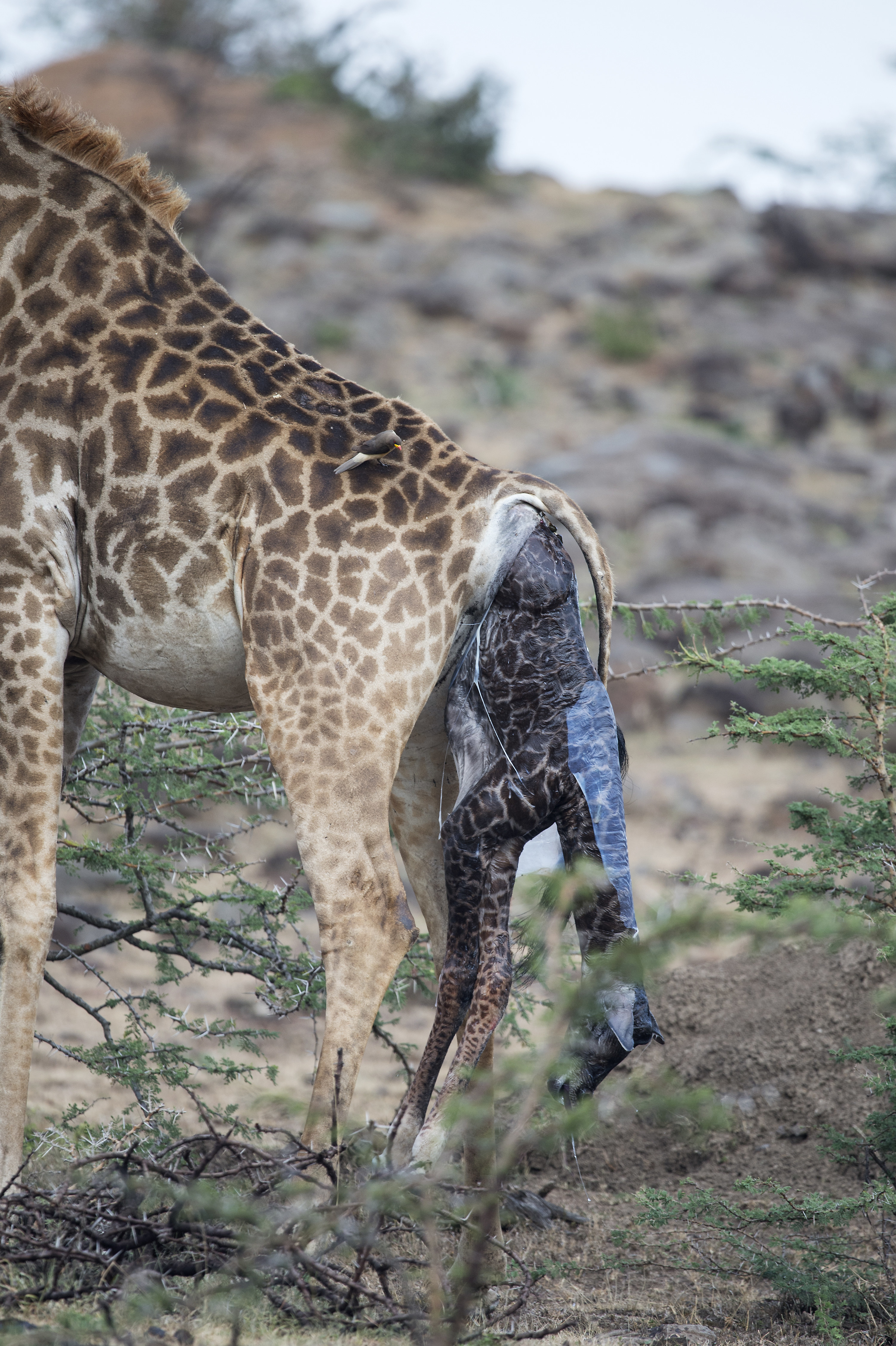 a giraffe giving birth