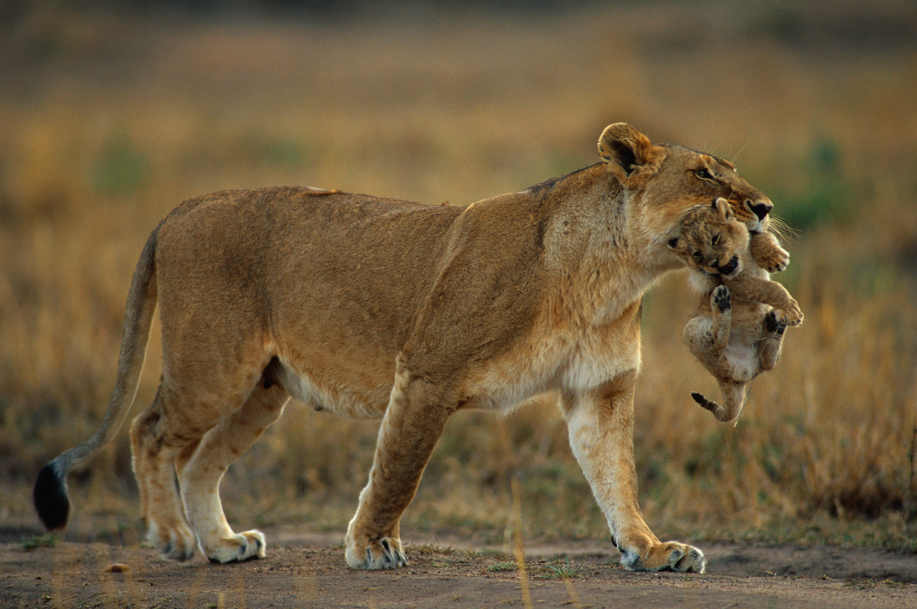 a lioness carrying her cub