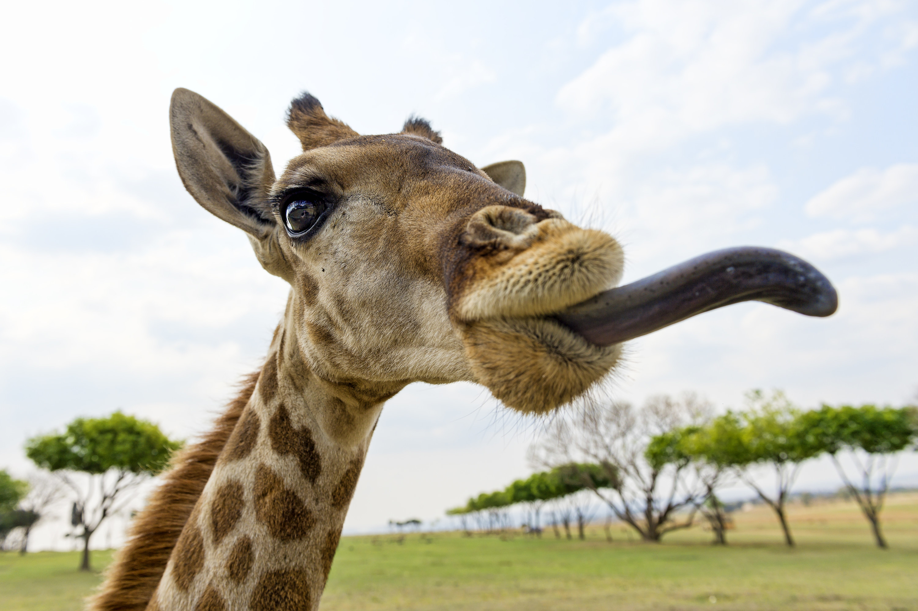 giraffe tongue eating