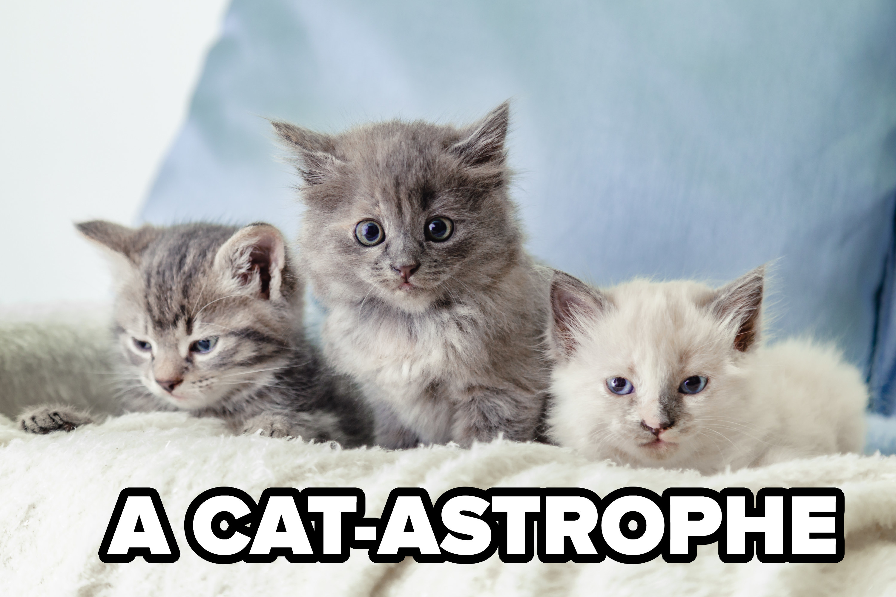 A cat-astrophe