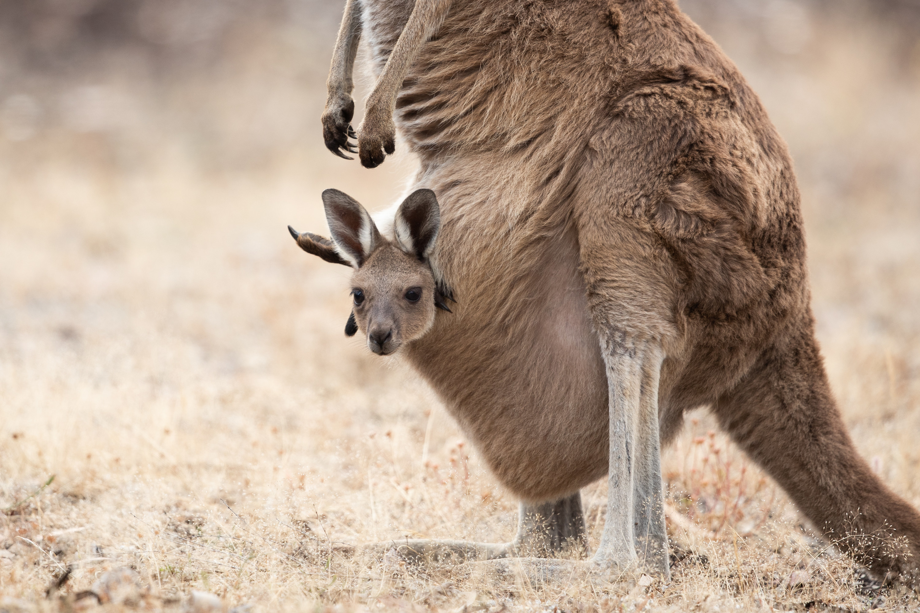 Western Grey Kangaroo youngster comfortable in its mother&#x27;s pouch.
