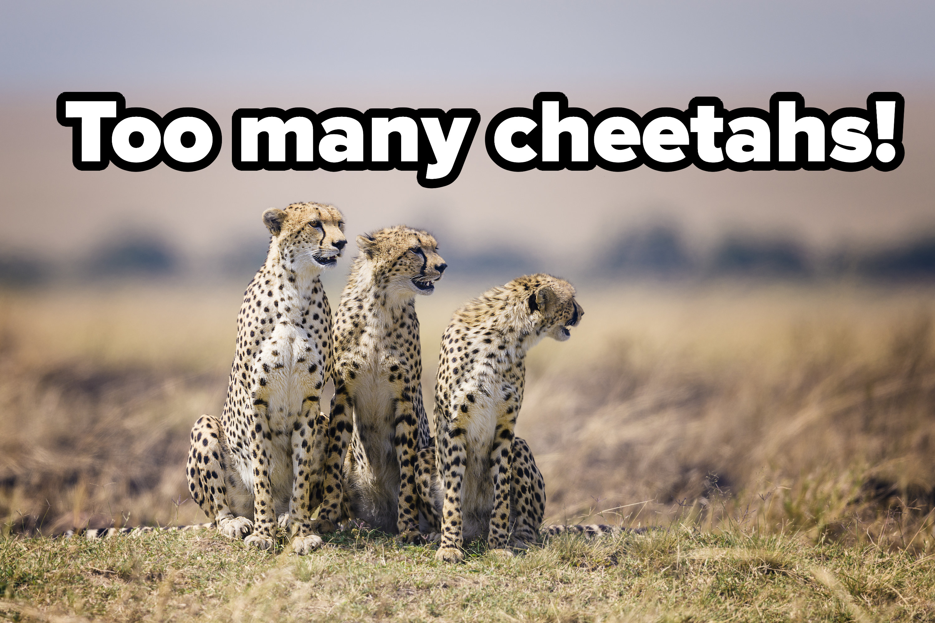 Too many cheetahs!