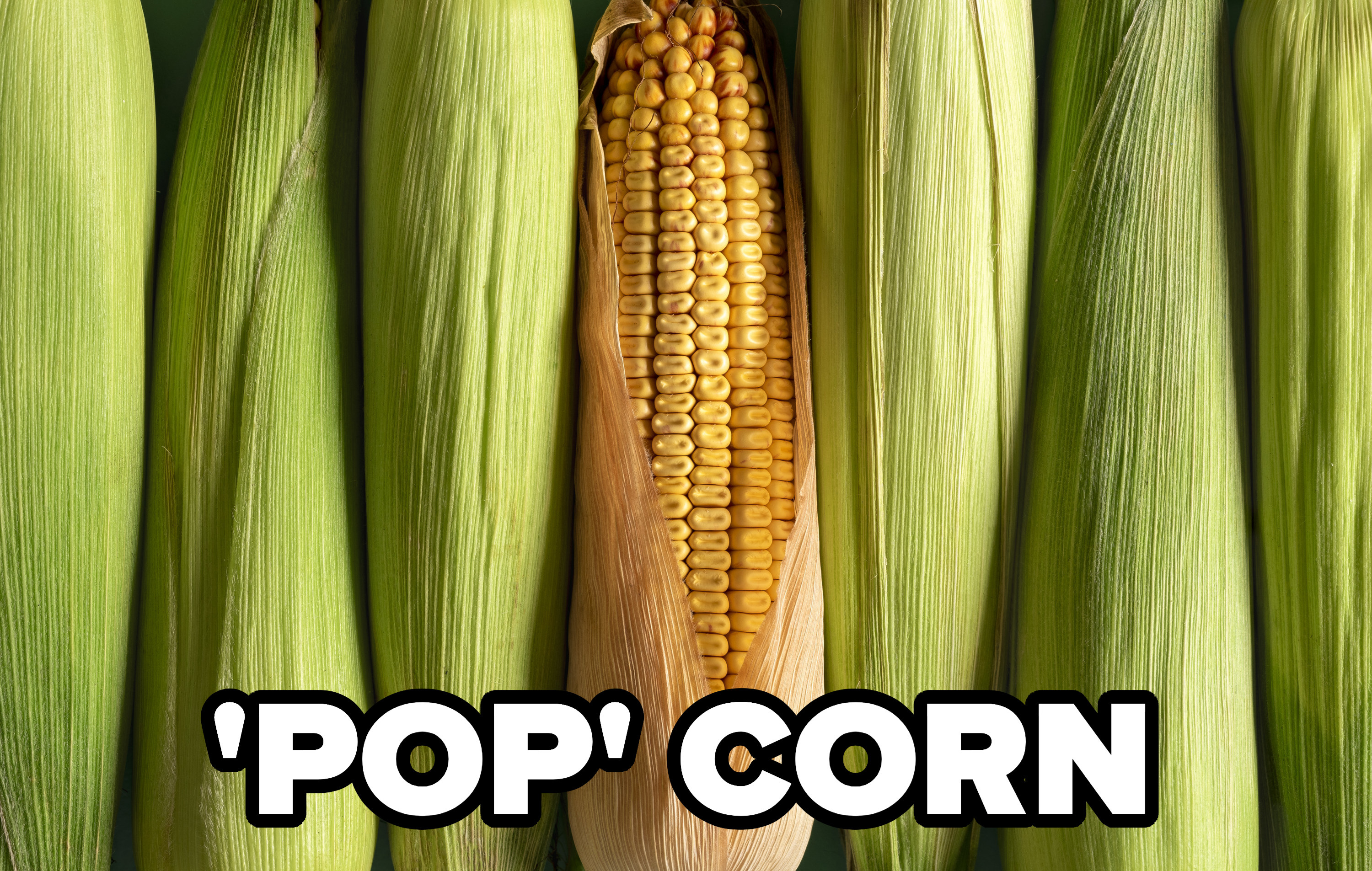 &quot;Pop&quot; Corn