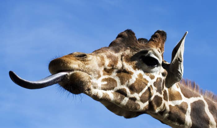a giraffe sticking out it&#x27;s tongue