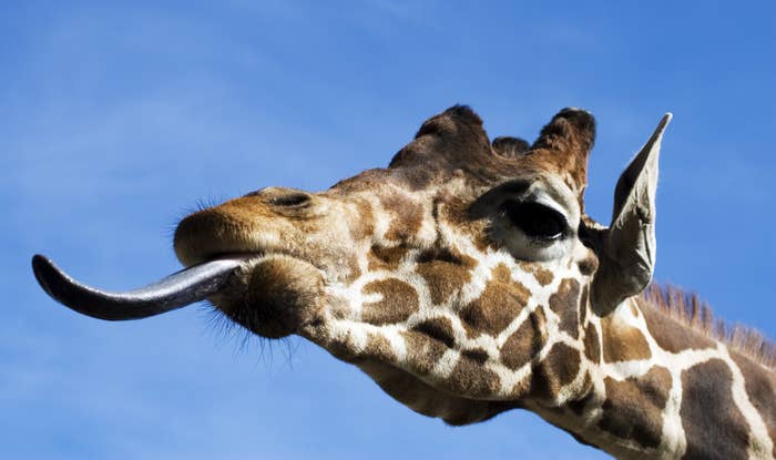 a giraffe sticking out it's tongue