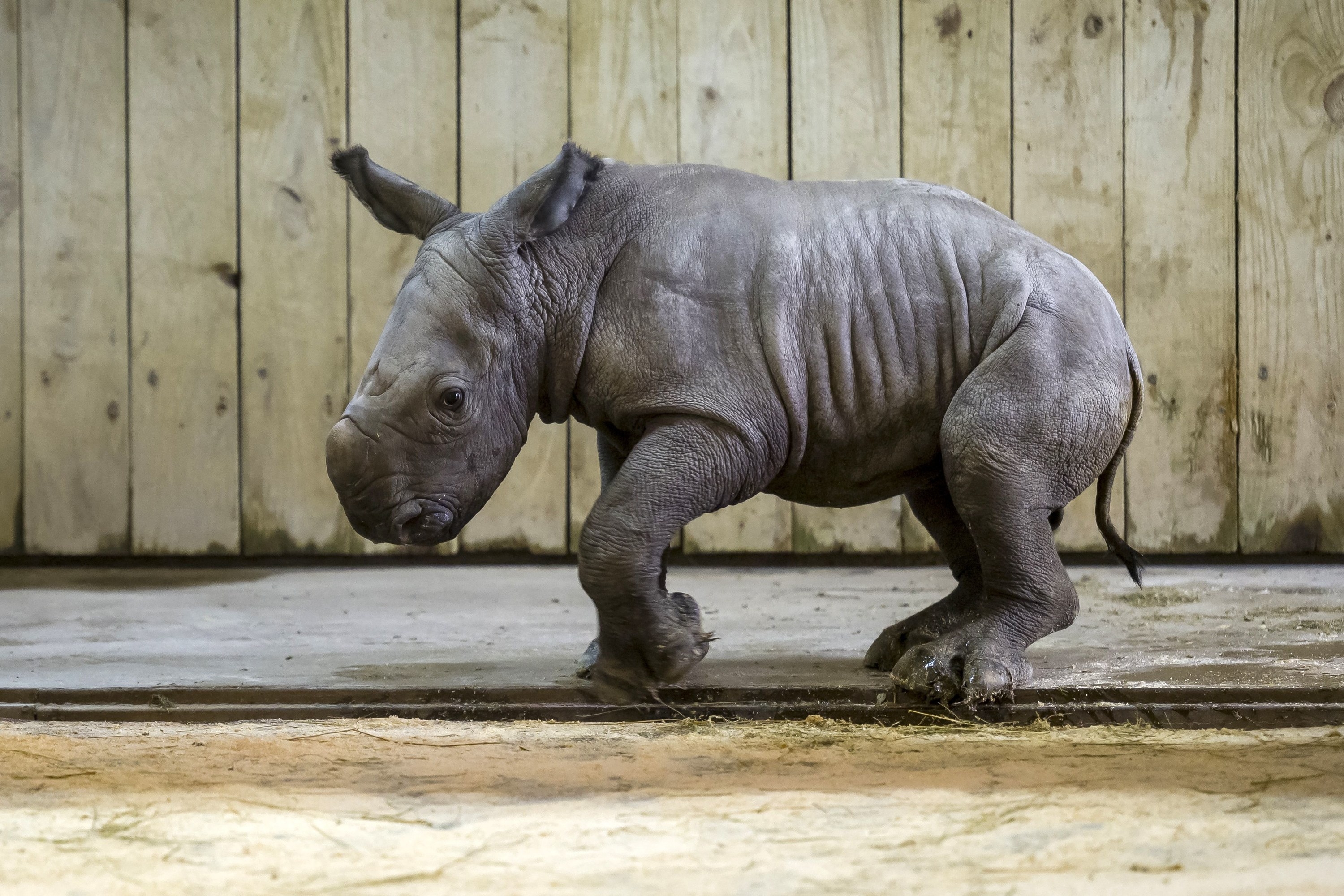 male infant rhinoceros