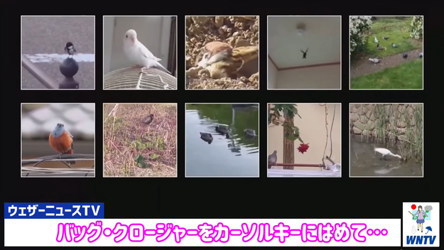 人気お天気キャスター 生放送中に ポケモンガチ勢 発覚 厳選しないといけない 人気お天気キャスター 生放送中に ポケモンガチ勢 発覚 厳選しないといけない