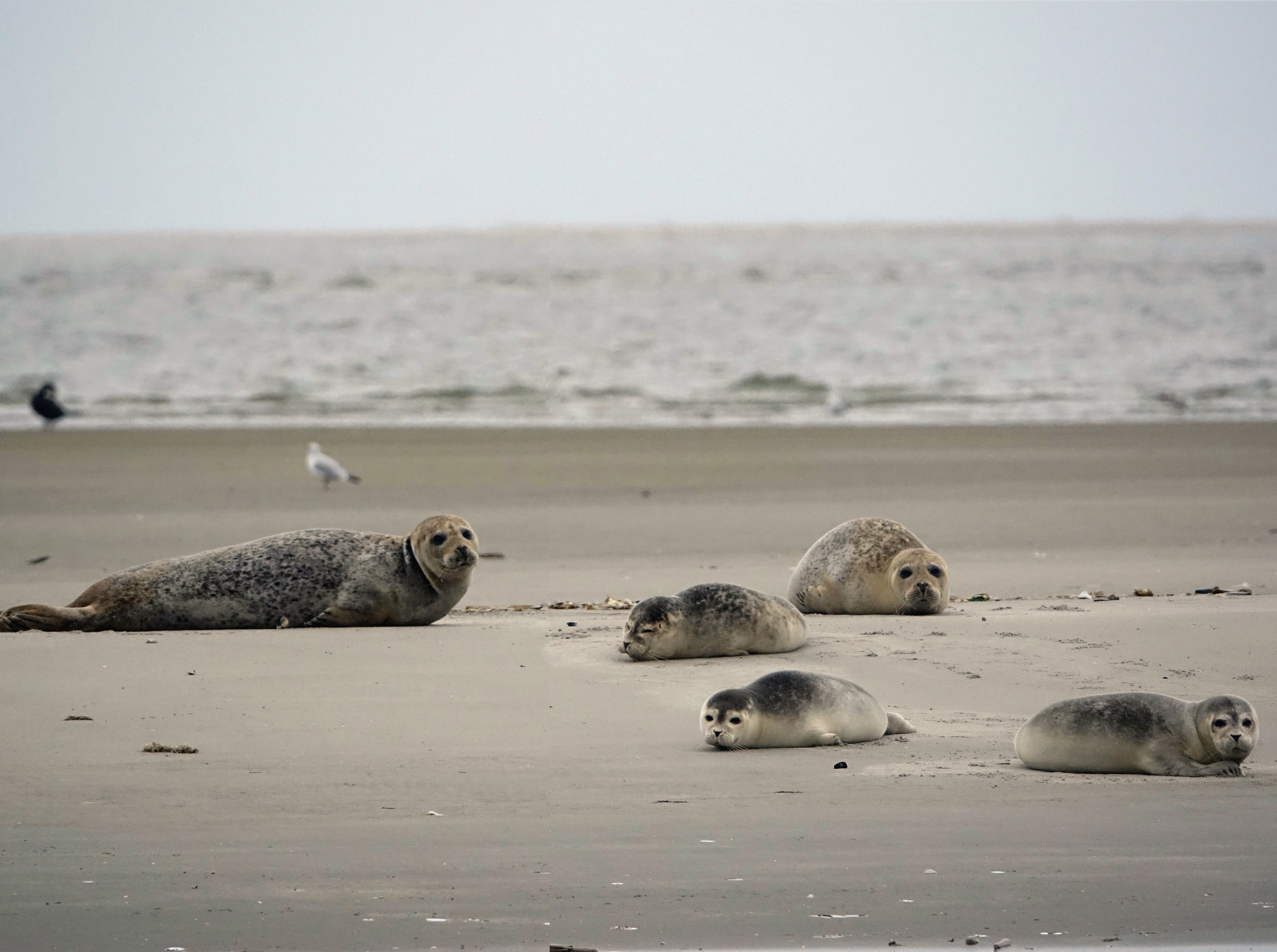 seal and baby seals